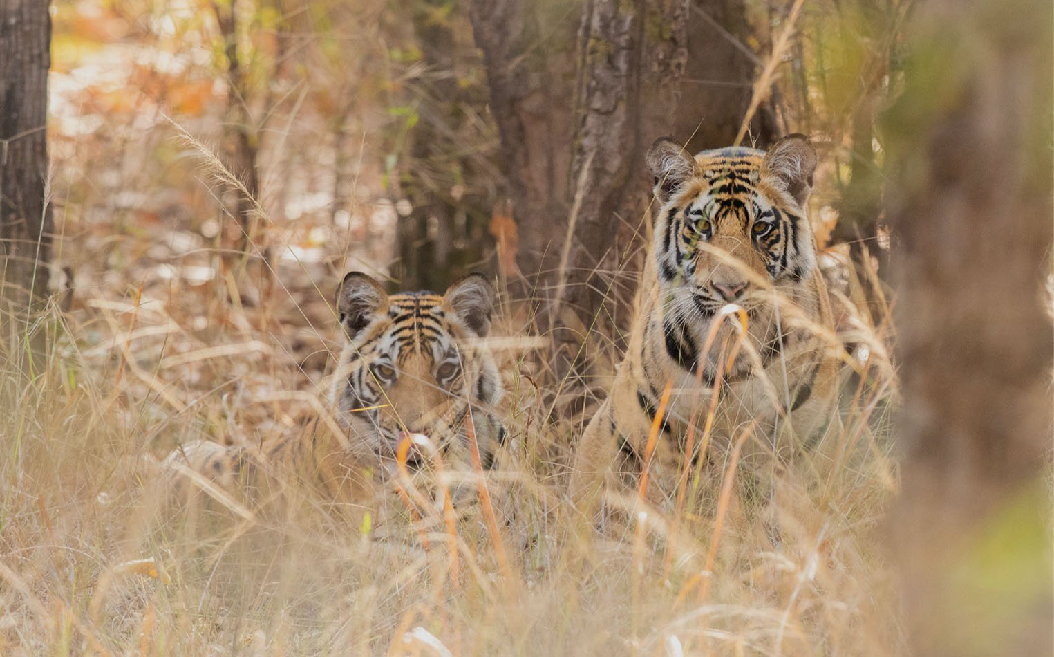 Tiger tour in Panna & Bandhavgarh