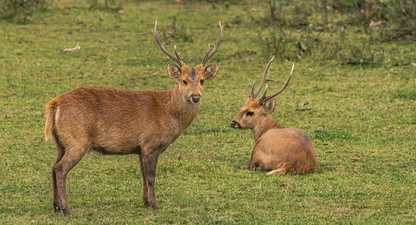 barasingha