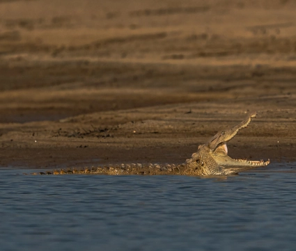 basking crocodile