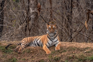 bengal tiger resting pench forest