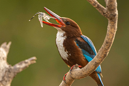 birds of India