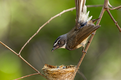 bird tours in India