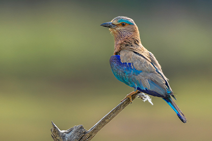 India birding tour