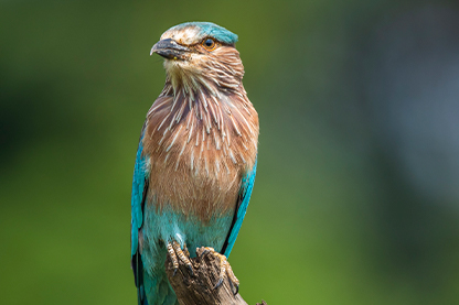 central India birding tour