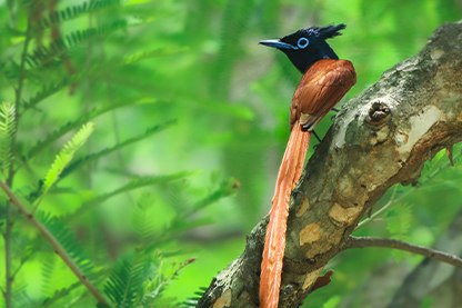 birding tours India