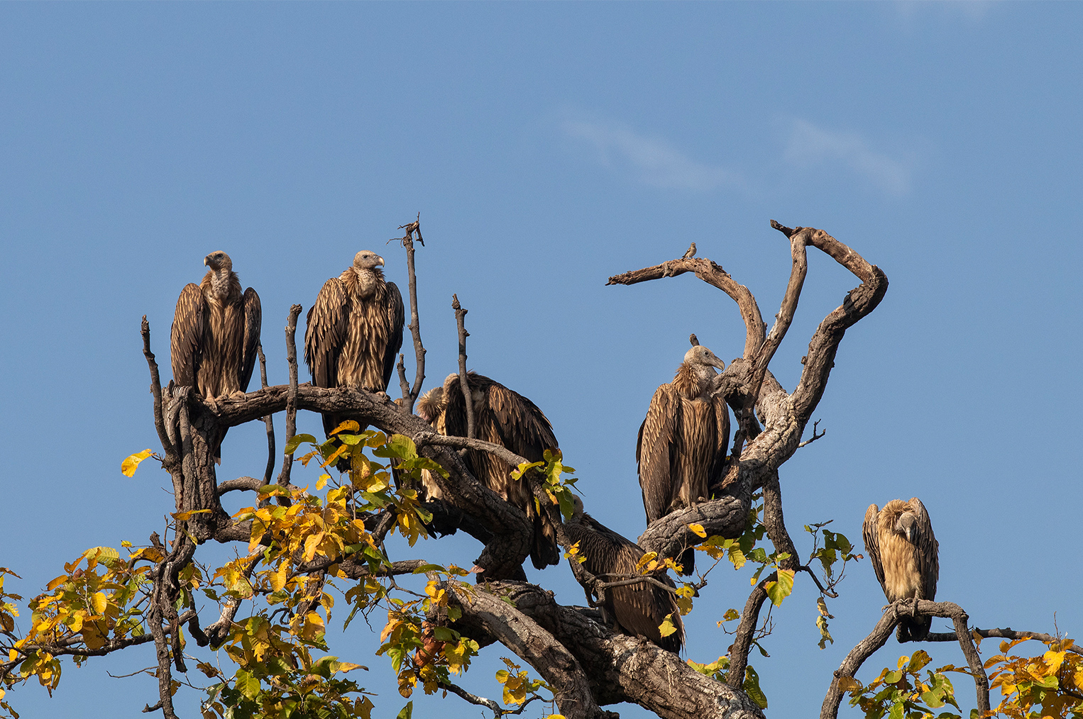 Tiger tour in Satpura, Pench, Kanha & Bandhavgarh