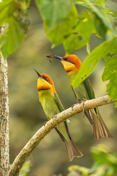 birds