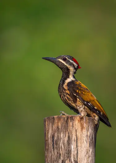 Wild Black-rumped Flameback woodpecker on a tree trunk