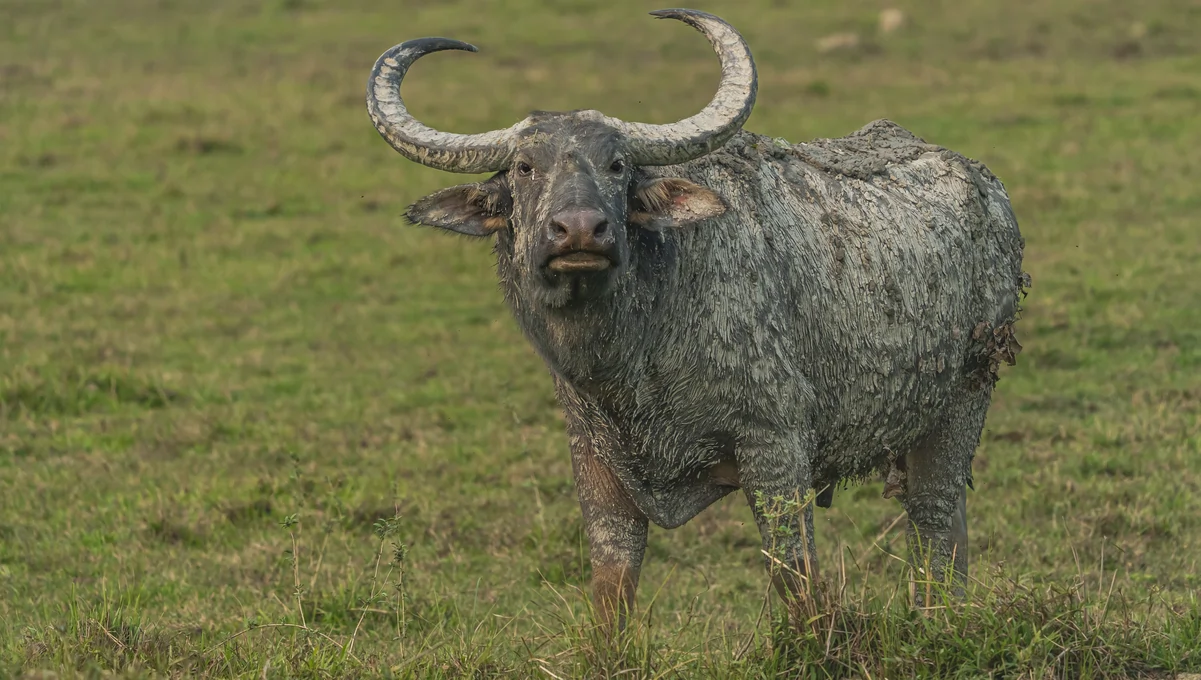 wildlife tour in kanha national park