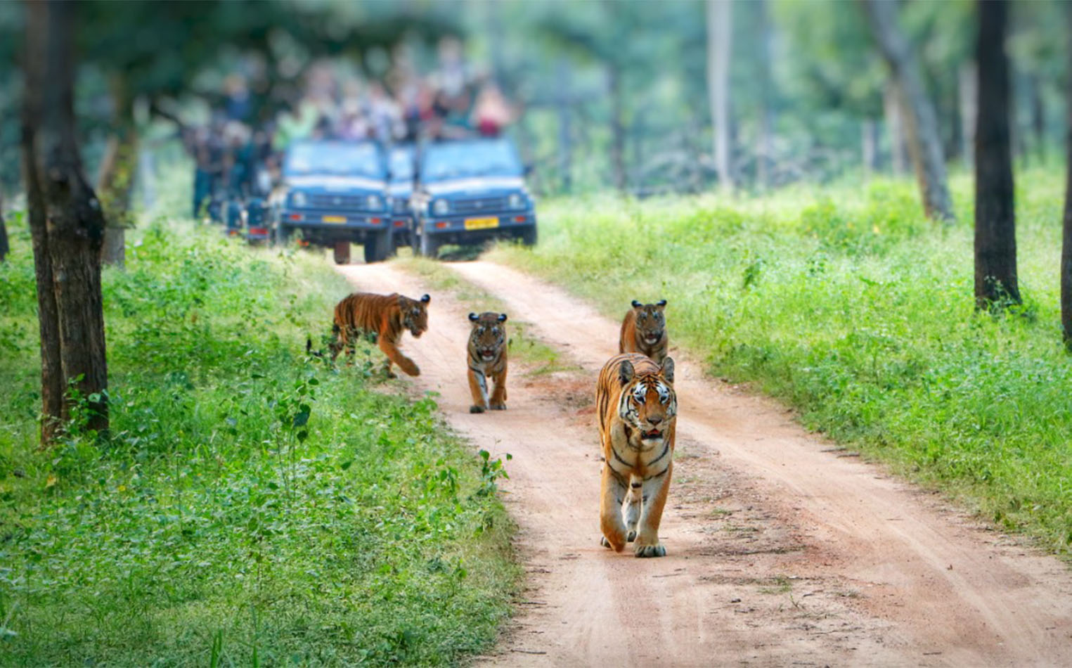 Central India Wildlife Safari tour