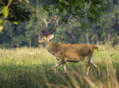 jackal in forest light