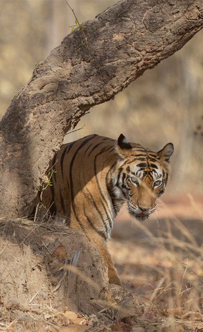 Pench Kanha Satpura Tour