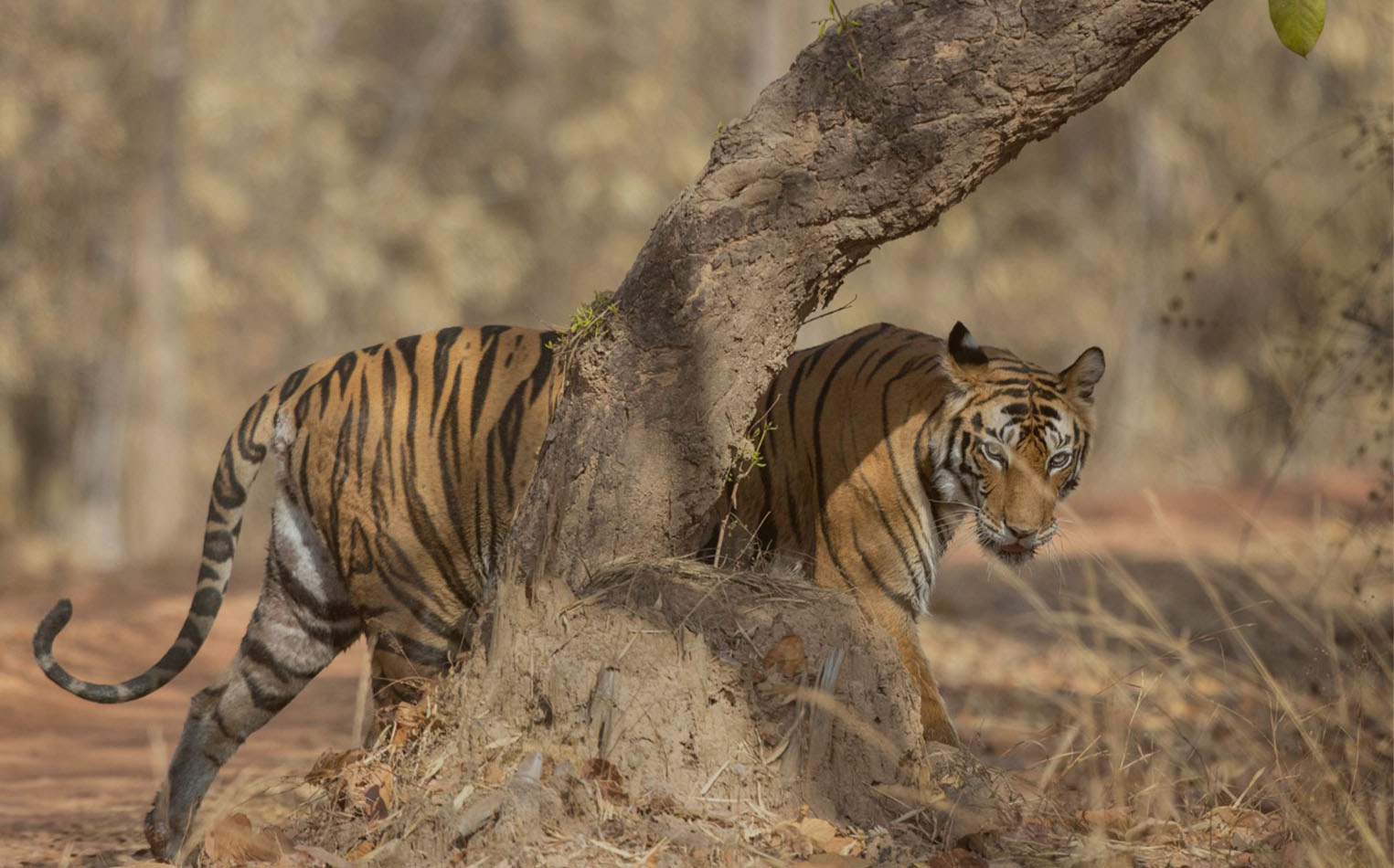 Tiger Tour in Panna, Bandhavgarh & Kanha