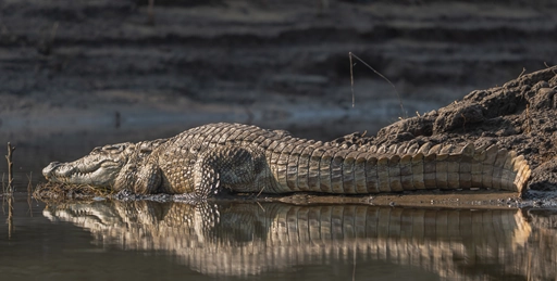 Crocodile