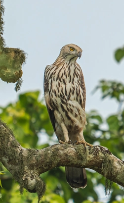 eagle