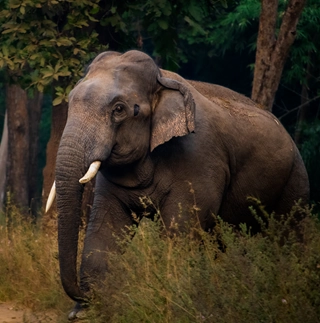 elephant tusker