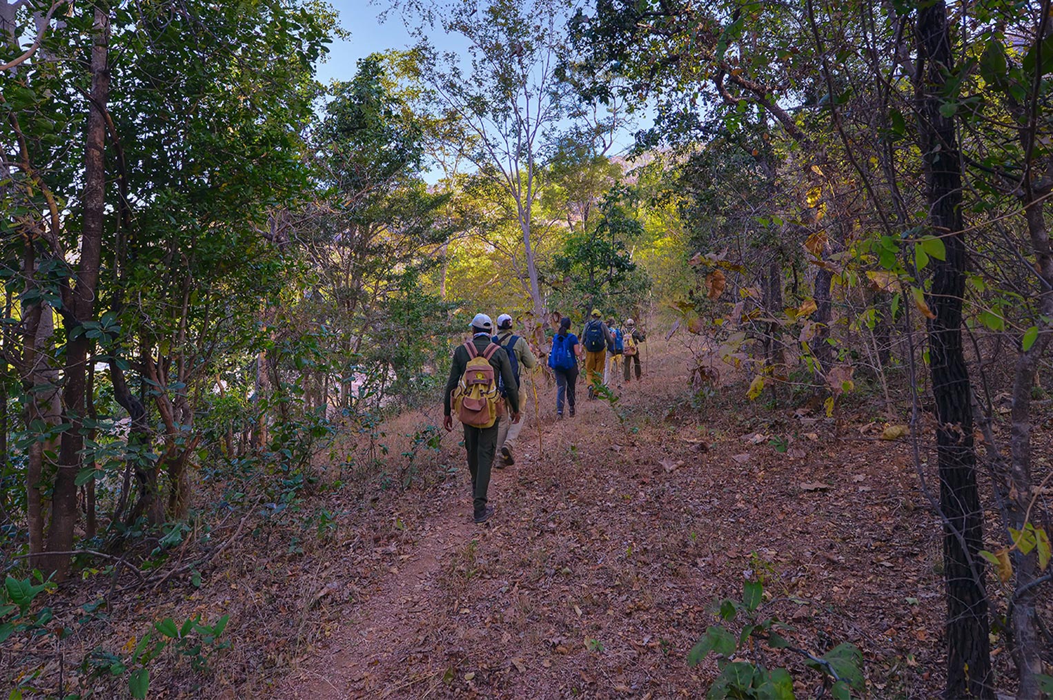 Walking Safari & Mobile Camping in Satpura