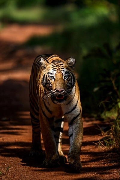 fearless walk