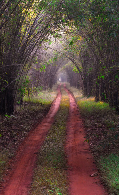 Nature Walk in Tadoba