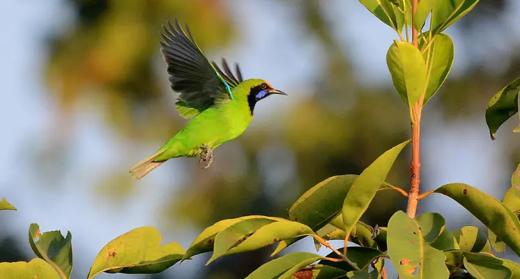 Golden-fronted Leafbird in flight near green foliage in a forest habitat