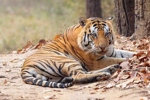 golden tiger sitting