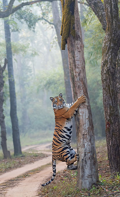 Tiger Tours in India