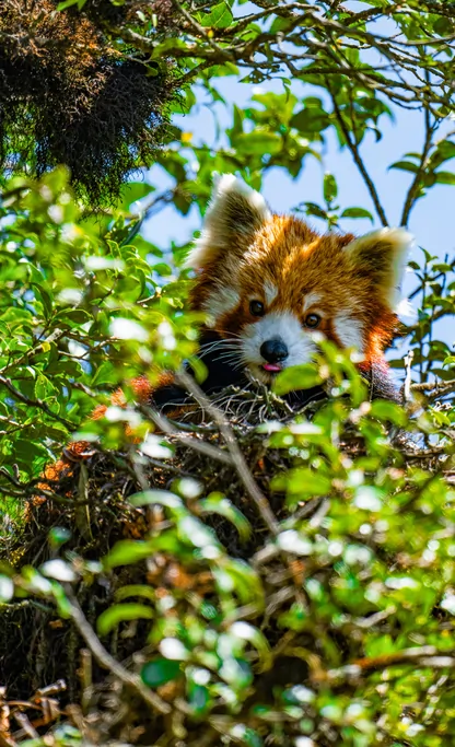 Red Panda Tour