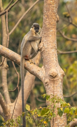 hoolock gibbon
