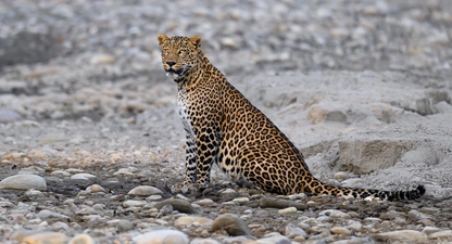 indian leopard