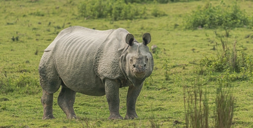 indian rhinoceros