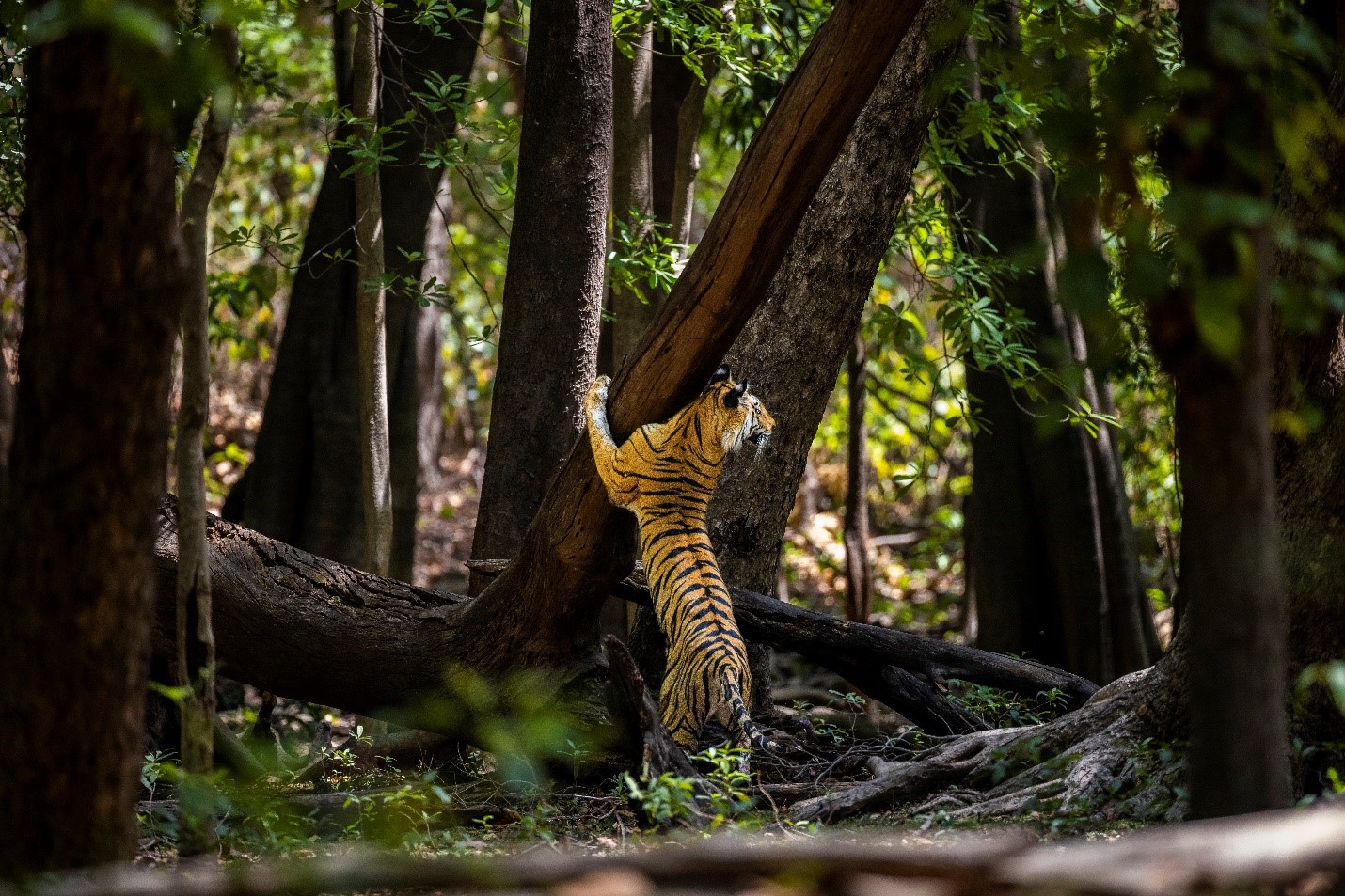 Tadoba, Kanha & Bandhavgarh Wildlife Tour 