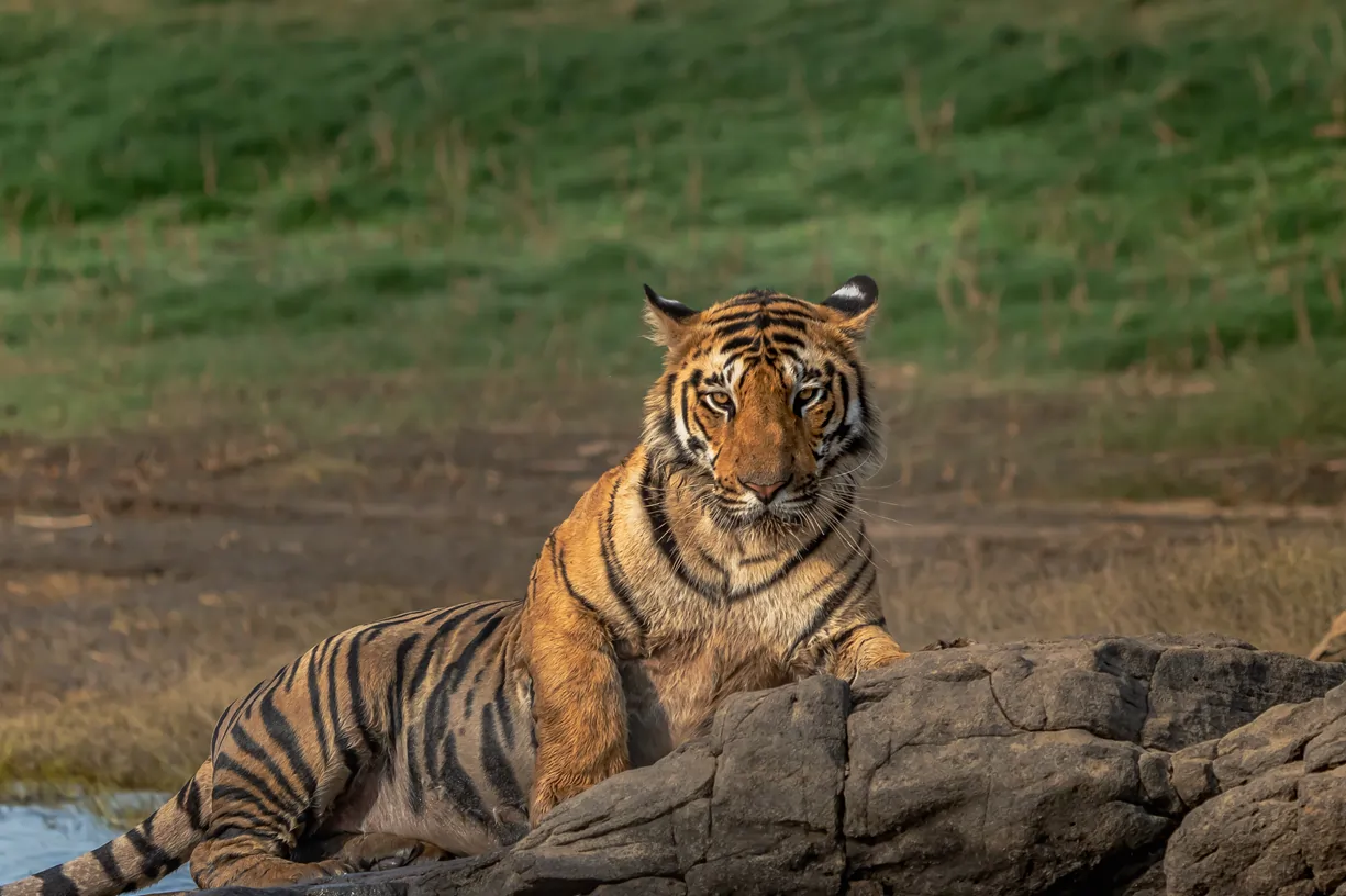 indian tiger