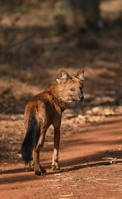 indian wild dog
