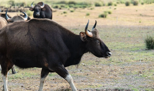 barasingha in meadow