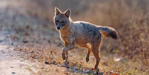 jackal in forest