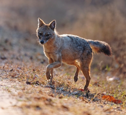 jackal in forest light