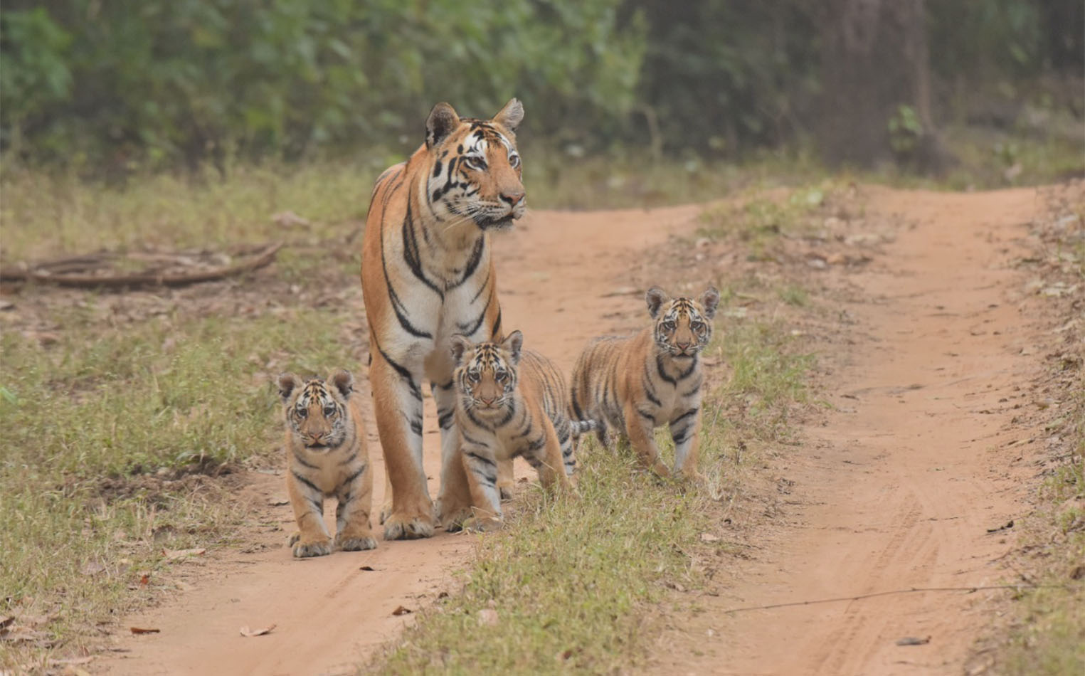 Tiger tour in Satpura, Pench, Kanha & Bandhavgarh