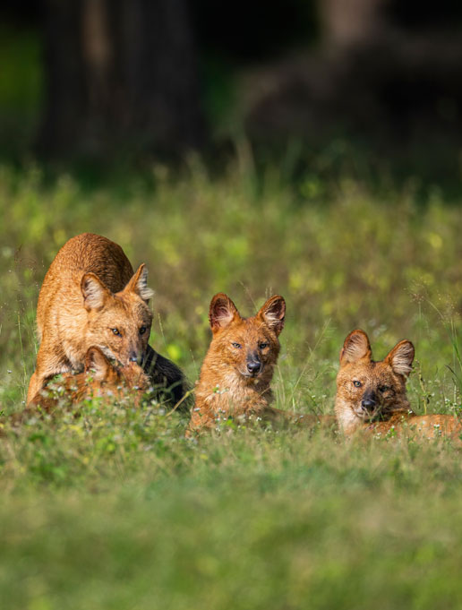 Pench Kanha Satpura Tour