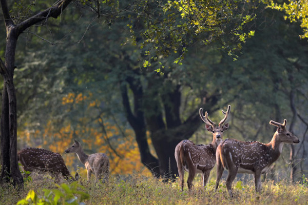 6 Top Things To Do In Kanha