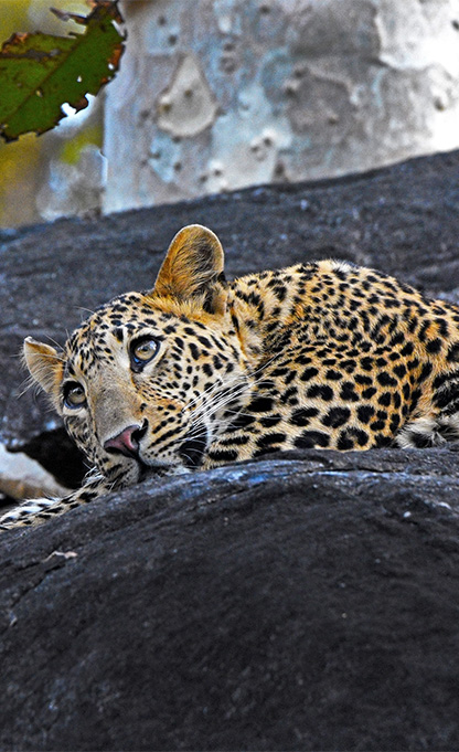 Pench Kanha Satpura Tour