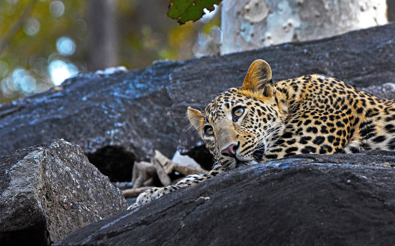 Kanha Pench Wildlife Program