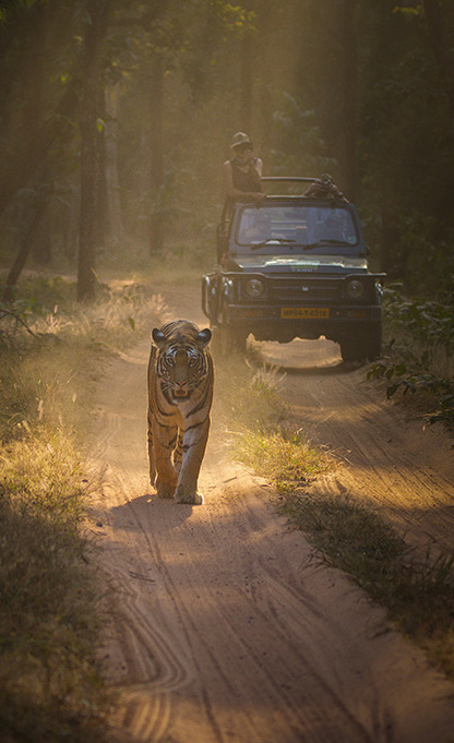 Tiger Safari in Bandhavgarh