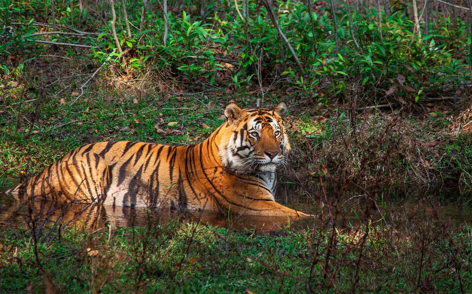 Five Tiger Reserve Tour - Panna, Bandhavgarh, Kanha, 