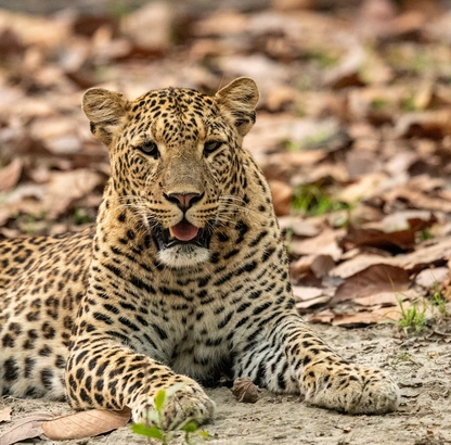 indian leopard 
