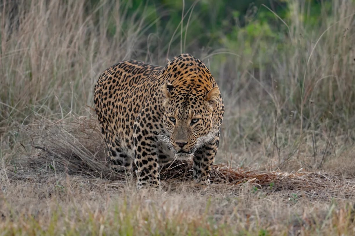 leopard in grassland