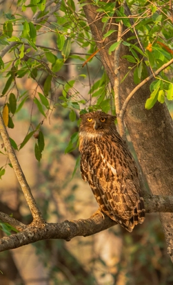 majestic owl in nature