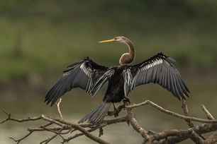 oriental darter bird wildlife