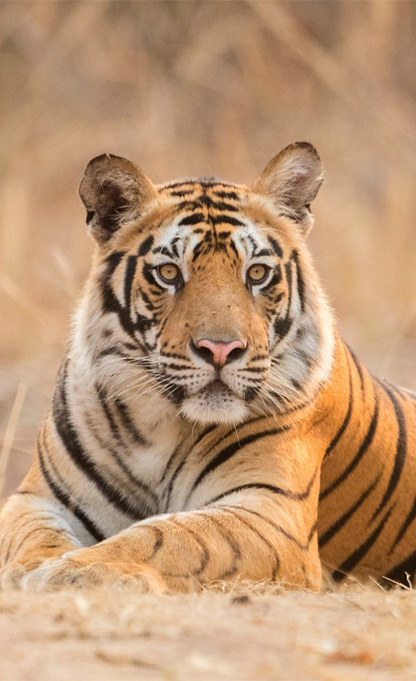 Panna - Bandhavgarh