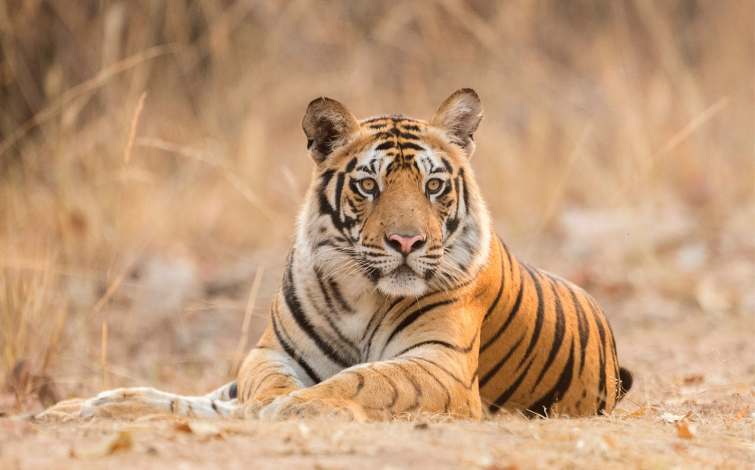 Panna - Bandhavgarh wildlife tour 