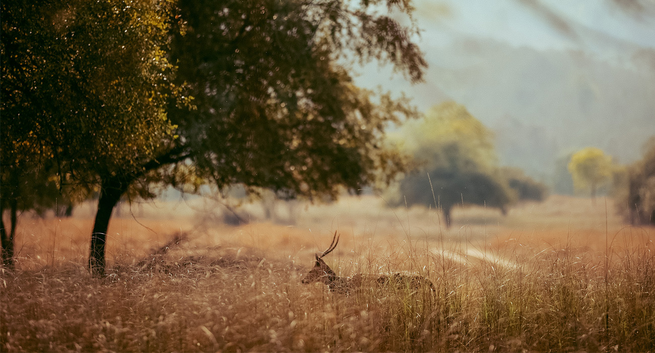 Wildlife program in Panna National Park